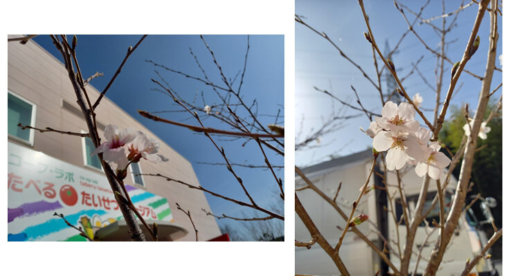 20220330sakura.jpg