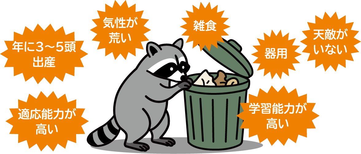 アライグマの特徴